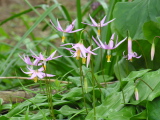 Erythronium_revolutum