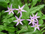 Erythronium_revolutum2