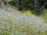 Gilia_capitata