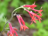 Ipomopsis_aggregata
