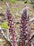 Allotropa_virgata