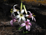 Lilium_washingtonianum