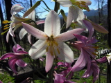 Lilium_washingtonianum2