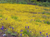 Mimulus_guttatus