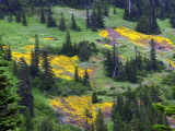 Mimulus_swales
