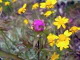 Orthocarpus_imbricatus