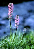 Pedicularis_attollens