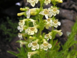 Penstemon_deustus