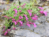 Penstemon_rupicola