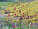 Aquilegia_formosa