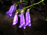 Penstemon_serrulatus