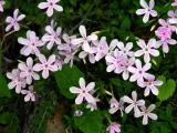 Phlox_adsurgens