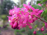 Ribes_sanguinea