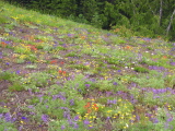 Rock_Garden