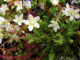 Saxifraga_bronchialis