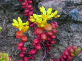 Sedum_oreganum