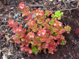 Sedum_oreganum2