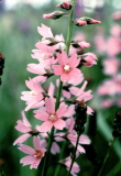 Sidalcea_nelsoniana