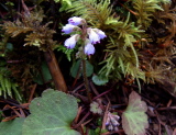 Synthyrus_reniformis