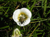 Calochortus_subalpinus
