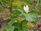 Trillium_parviflorum