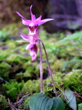 Calypso_bulbosa