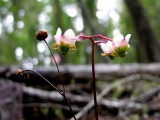 Chimaphila_menziesii