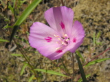 Clarkia_amoena