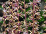 Corallorhiza_striata