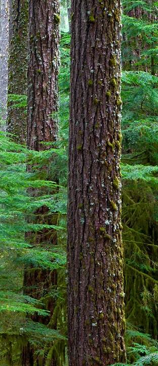 Tall tree